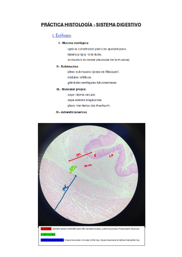 Miniatura del documento Practica-Histologia-S.-Digestivo.pdf