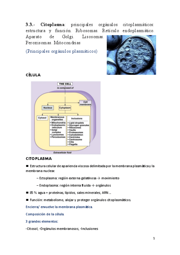 Miniatura del documento 3.3.-Citoplasma-PDF.pdf