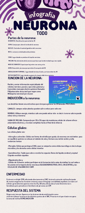 Miniatura del documento INFOGRAFIA-COMPLETA-DE-LA-NEURONA-Y-SU-FISIOLOGIA.pdf