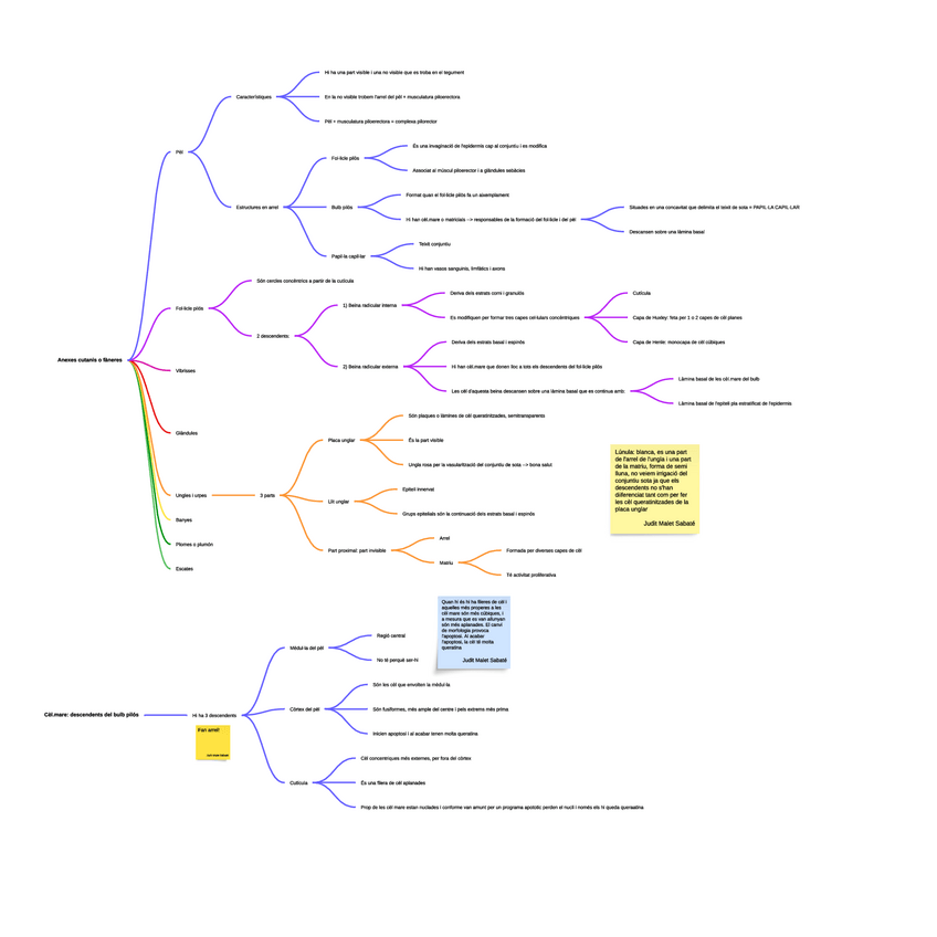 Miniatura del documento Annexes-cutanis3.pdf