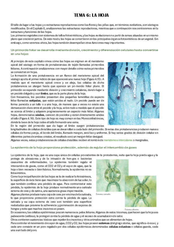 Miniatura del documento tema-6-la-hoja.pdf