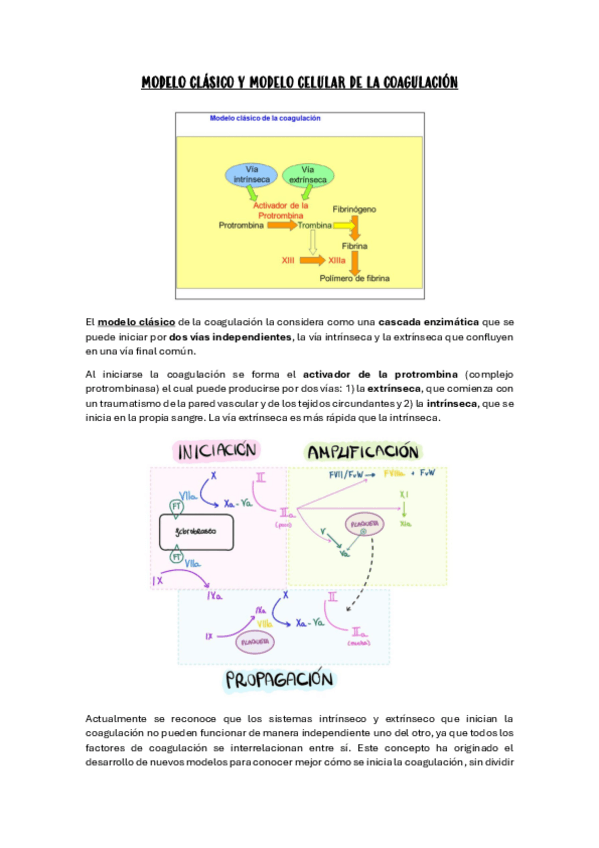Miniatura del documento modelo-clasico-y-modelo-celular-de-la-coagulacion.pdf