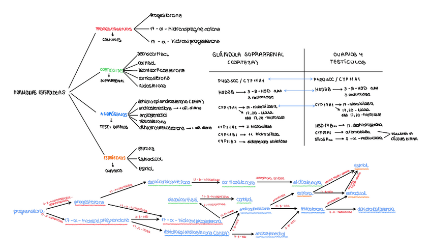 Miniatura del documento HORMONAS-ESTEROIDEAS.pdf