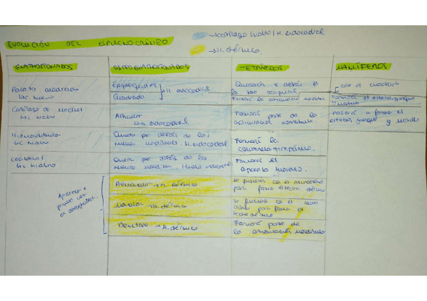 Miniatura del documento TABLA-EVOLUCION-ESPLACNOCRANEO.pdf