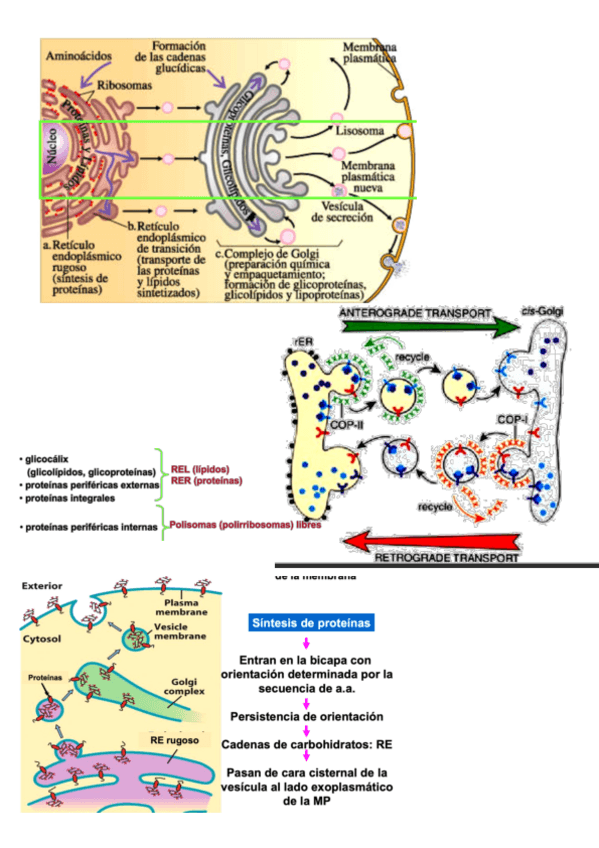 Miniatura del documento RESUMEN-ESQUEMAS-BIOCEL.pdf