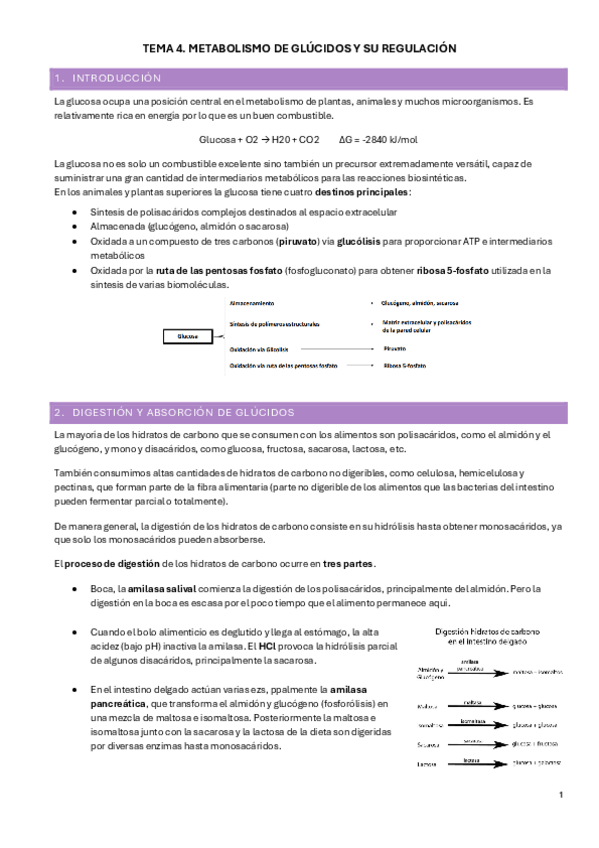 Miniatura del documento T4.-Metabolismo-de-HC.pdf