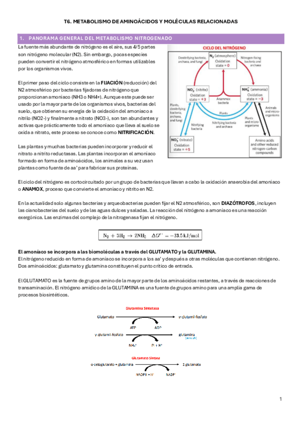 Miniatura del documento T6.-Metabolismo-de-aminoacidos.pdf