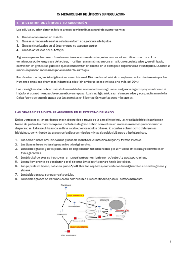 Miniatura del documento T5.-Metabolismo-de-lipidos.pdf