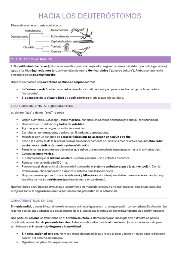 Miniatura del documento tema-12-deuterostomos-zoo.pdf