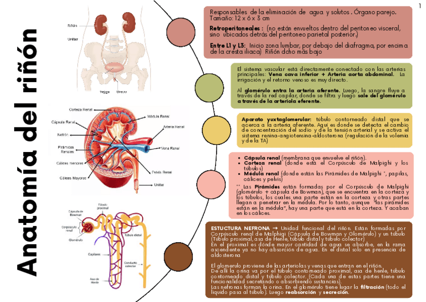 Miniatura del documento RESUMEN-Nefro.pdf