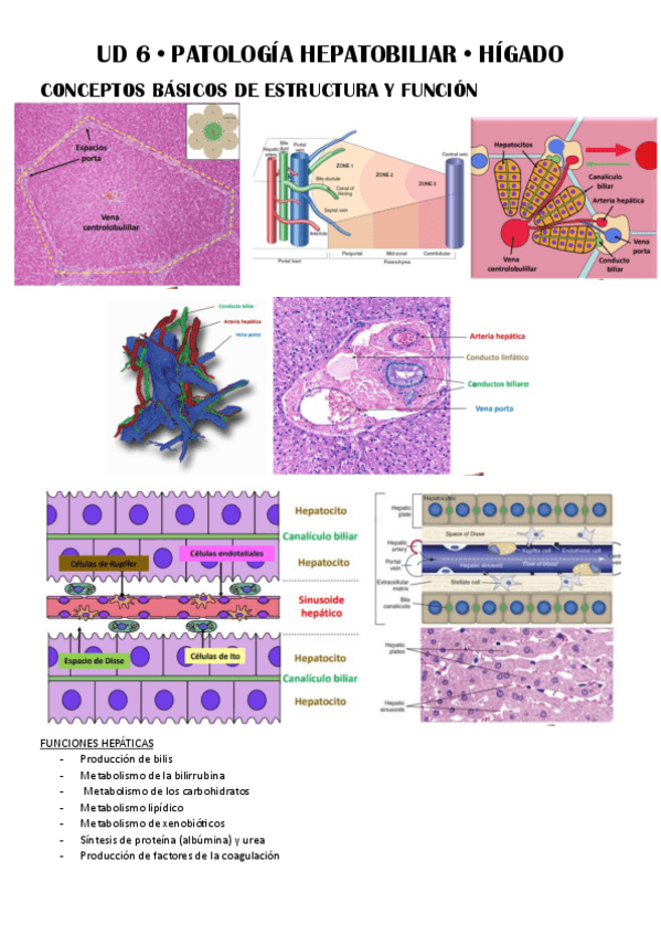 Miniatura del documento UD-6--Patologia-Hepatobiliar.pdf