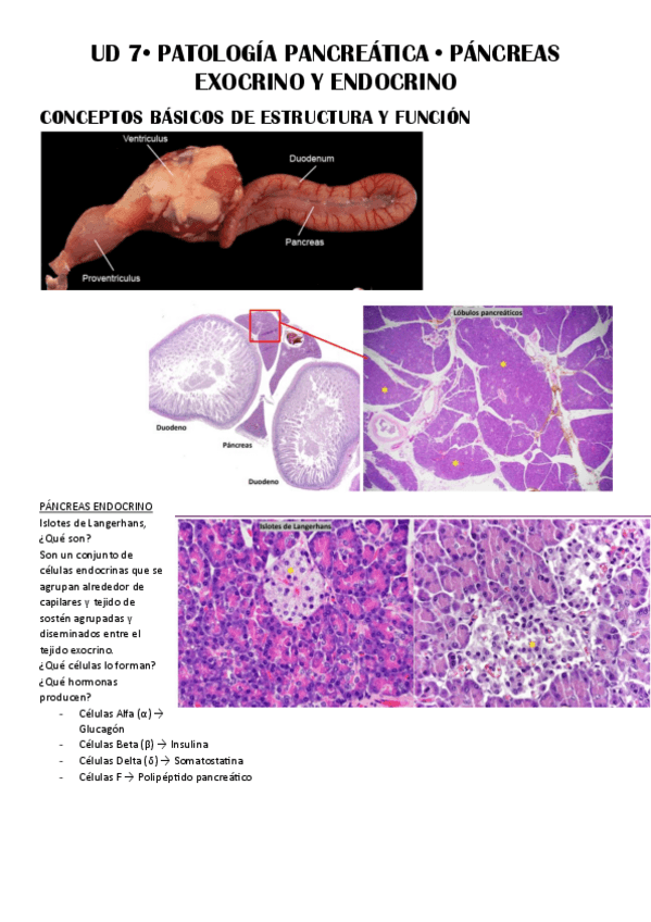 Miniatura del documento UD-7-Patologia-Pancreatica.pdf