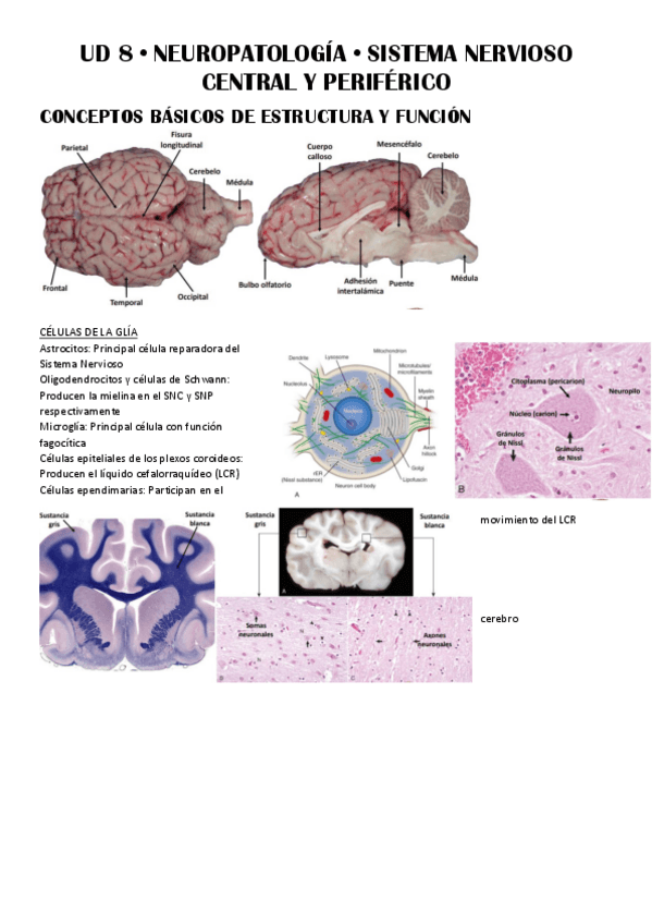 Miniatura del documento UD-8--Neuropatologia.pdf