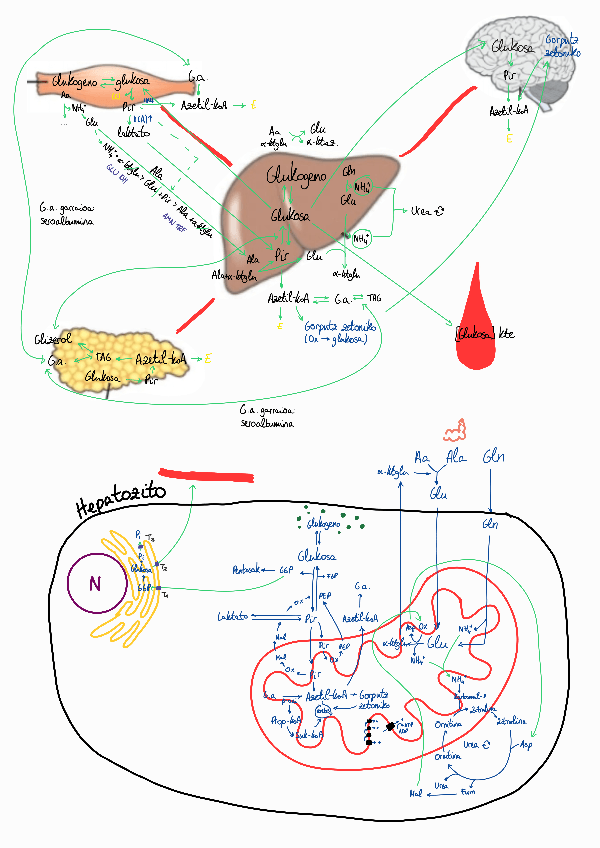 Miniatura del documento Eskema-organo-eta-zelulan.pdf