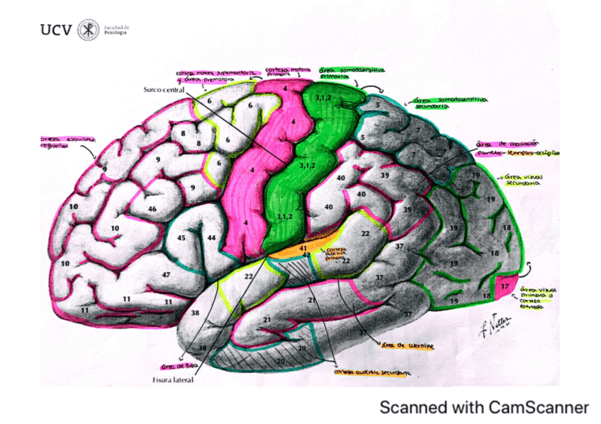 Miniatura del documento areas-de-brodmann.pdf