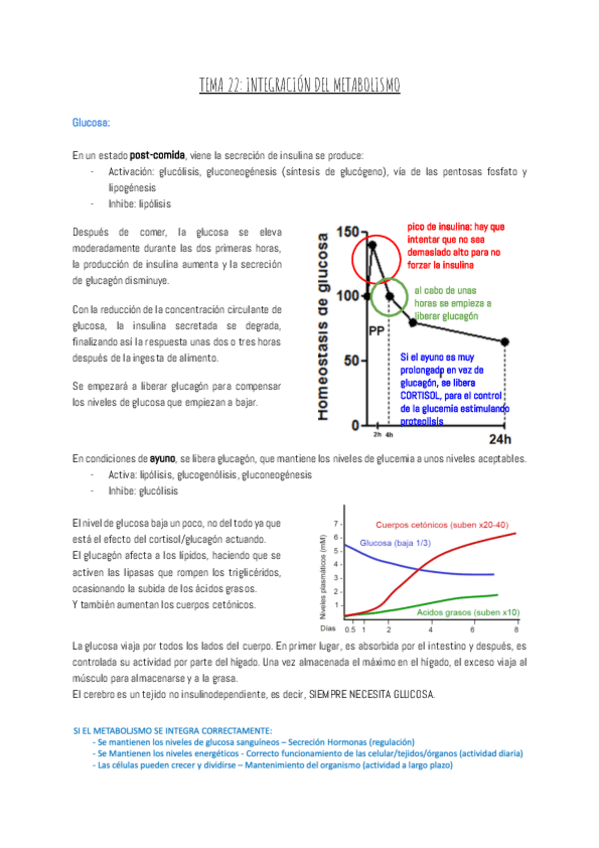 Miniatura del documento TEMA-22-INTEGRACION-DEL-METABOLISMO.pdf