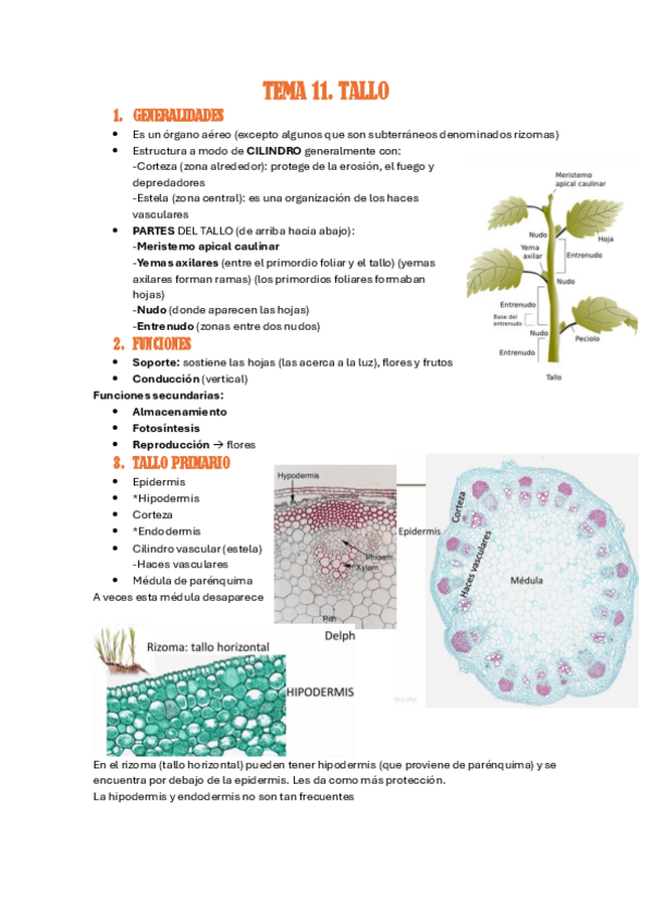 Miniatura del documento Tema-11.-Histologia-Vegetal.pdf