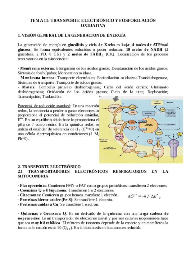 Miniatura del documento TEMA-11.-TRANSPORTE-ELECTRONICO-Y-FOSFORILACION-OXIDATIVA.pdf