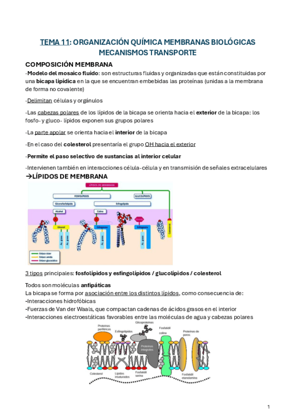 Miniatura del documento BIOQUIMICA-TEMAS-11-17.pdf