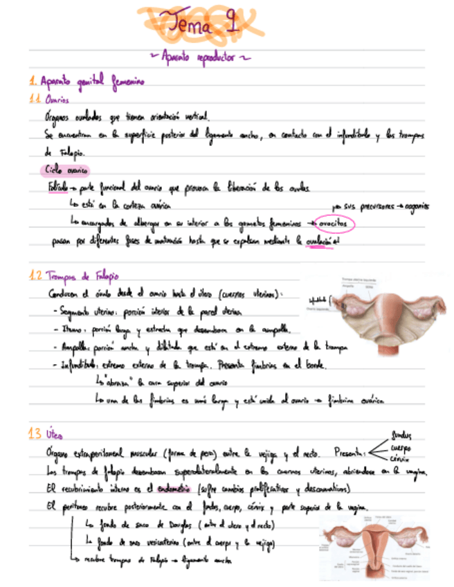 Miniatura del documento Apuntes-Anatomia-T9.pdf