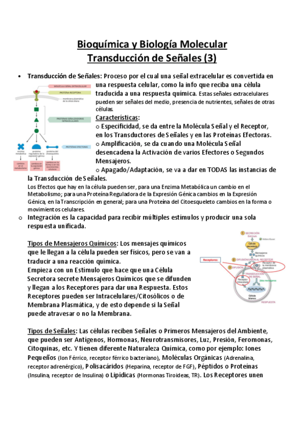Miniatura del documento Bioquimica-y-Biologia-Molecular-APUNTES-3-Transduccion.pdf