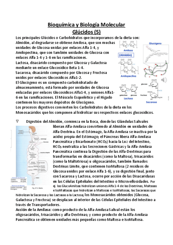 Miniatura del documento Bioquimica-y-Biologia-Molecular-APUNTES-5A-Glucidos-I.pdf