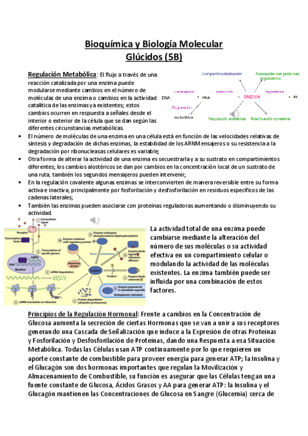 Miniatura del documento Bioquimica-y-Biologia-Molecular-APUNTES-5B-Glucidos-I.pdf