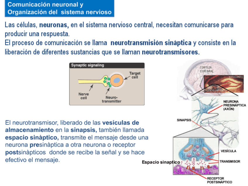 Miniatura del documento SNA.23.pdf