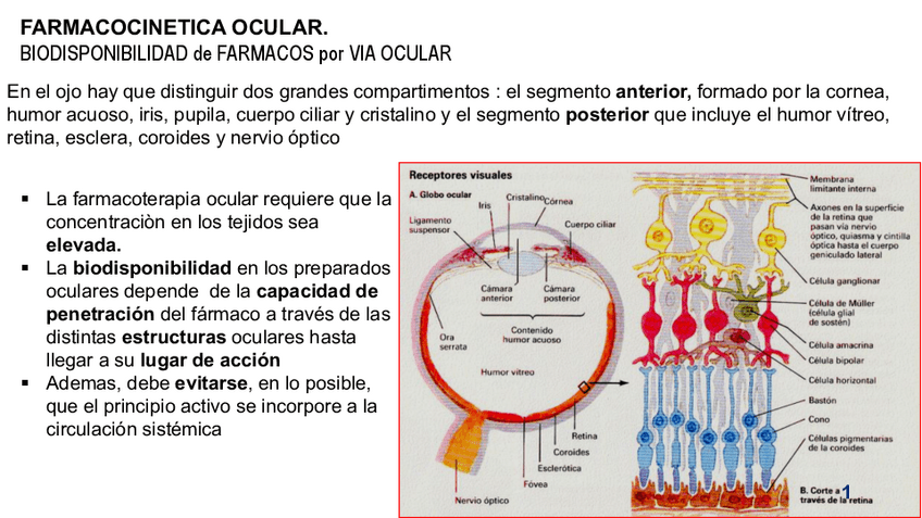 Miniatura del documento F.-ocular.pdf