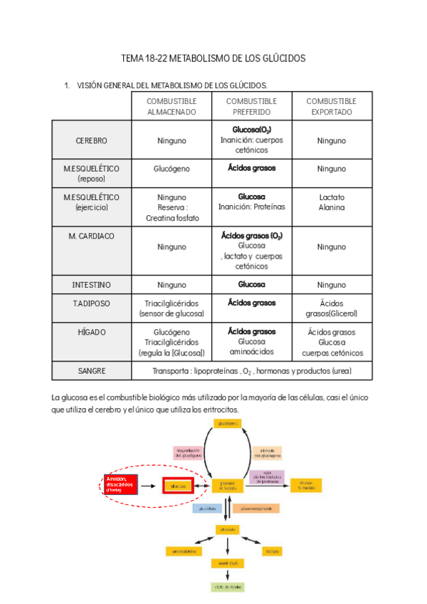 Miniatura del documento TEMA-18-22-METABOLISMO-DE-LOS-GLUCIDOS.pdf