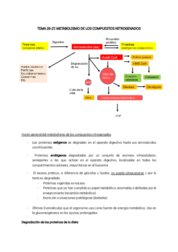 Miniatura del documento TEMA-26-27-METABOLISMO-DE-LOS-GLUCIDOS.pdf