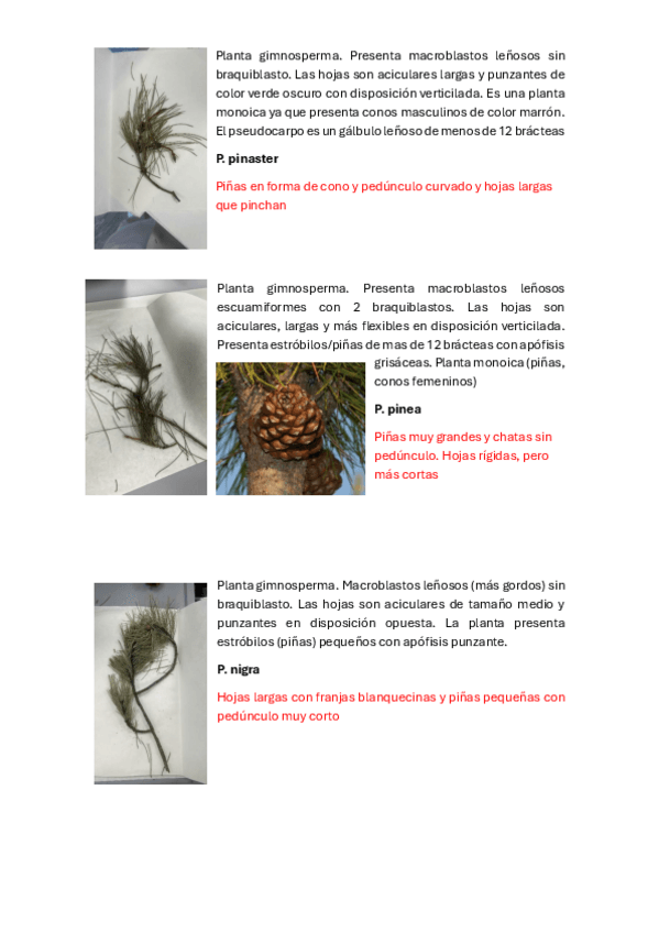 Miniatura del documento muestras-de-las-practicas-angiospermas-y-gimnospermas.pdf