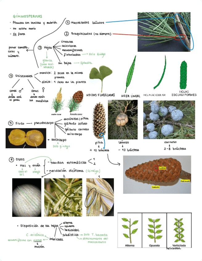 Miniatura del documento apuntes-para-saber-hacer-el-examen.pdf
