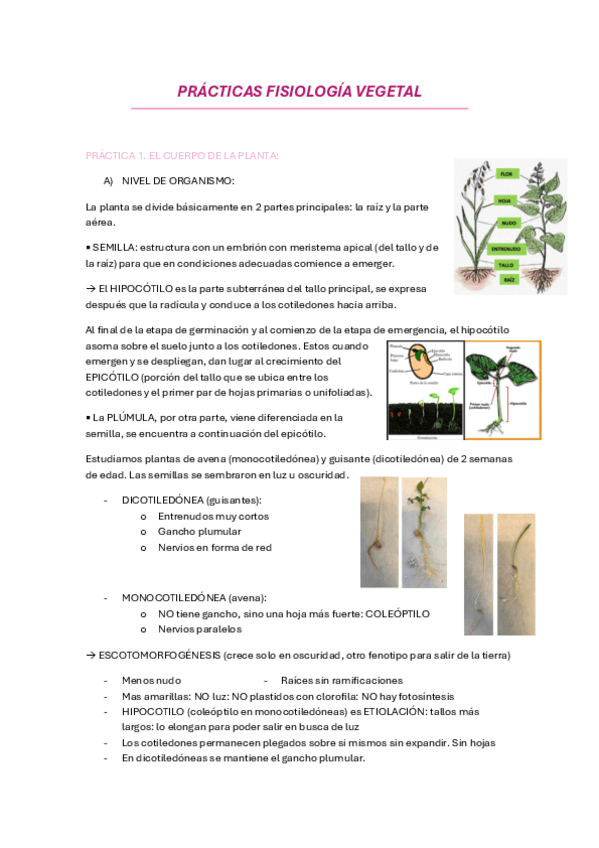 Miniatura del documento PRACTICAS-FISIOLOGIA-VEGETAL.pdf