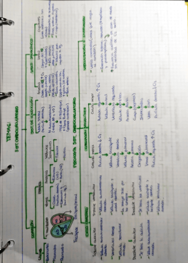 Miniatura del documento Esquema-Cardiocirculatorio-y-Sangre.pdf
