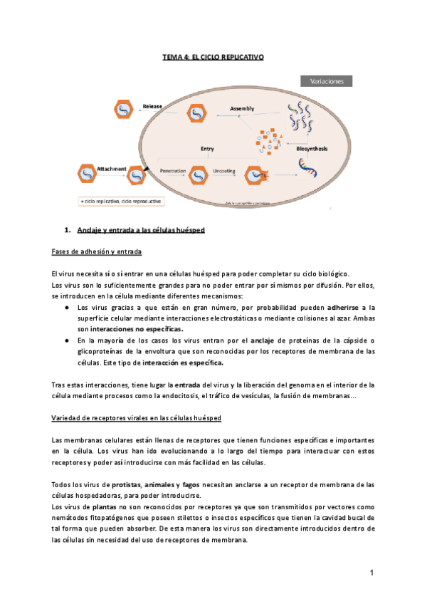 Miniatura del documento TEMA-4-CICLO-REPLICATIVO.pdf