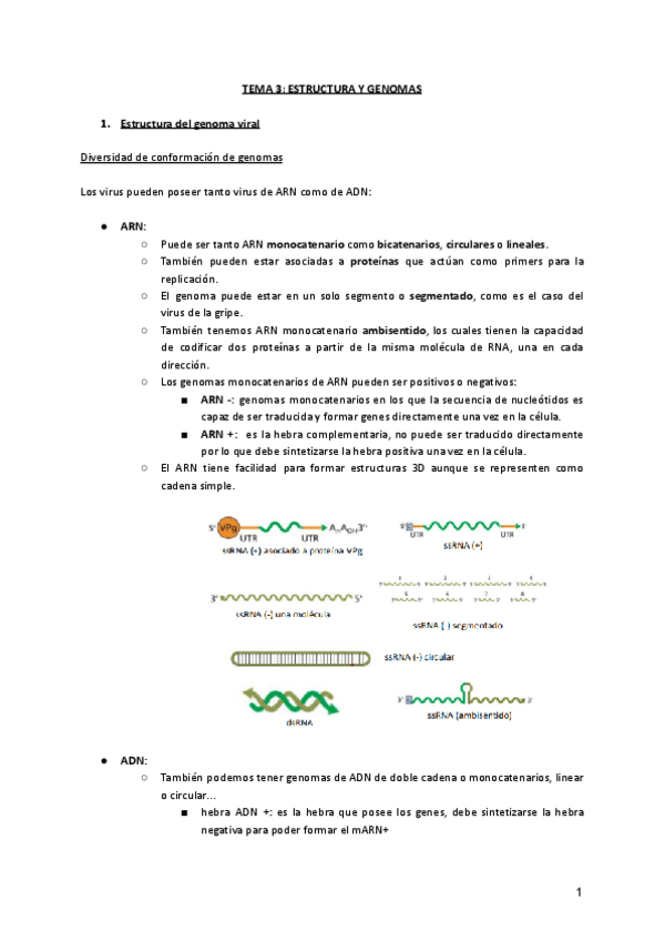 Miniatura del documento TEMA-3-ESTRUCTURA-Y-GENOMAS.pdf