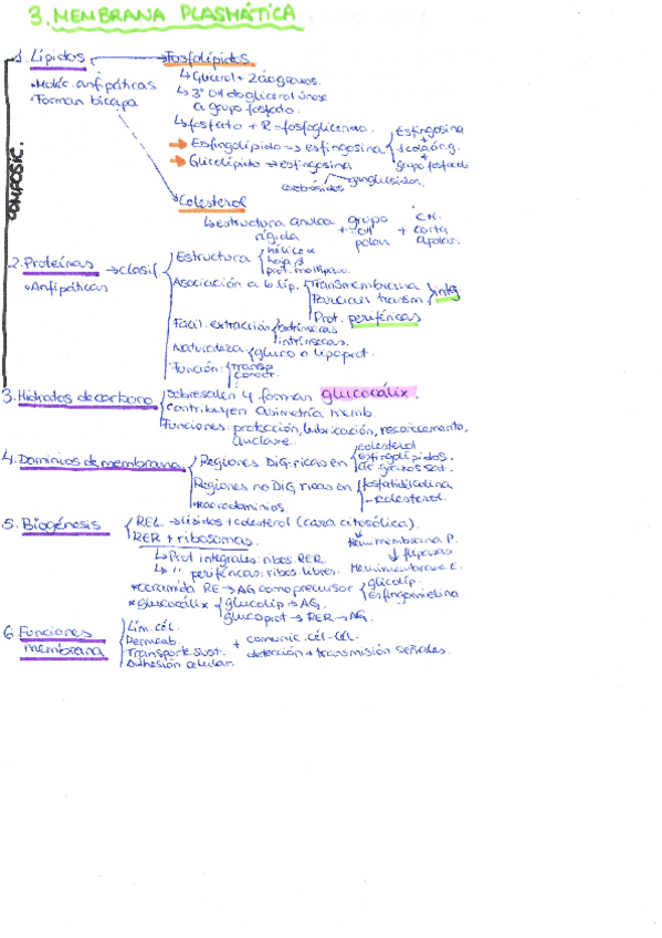 Miniatura del documento Esquema-Membrana-plasmatica.pdf