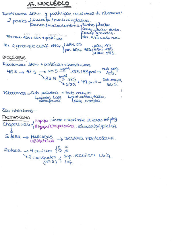 Miniatura del documento Esquema-Nucleolo.pdf