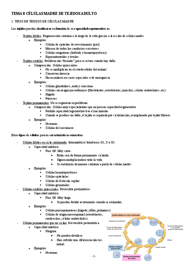 Miniatura del documento MEDICINA-REGENERATIVA-TEMA-8-CELULAS-MADRE-DE-TEJIDOS-ADULTO.pdf