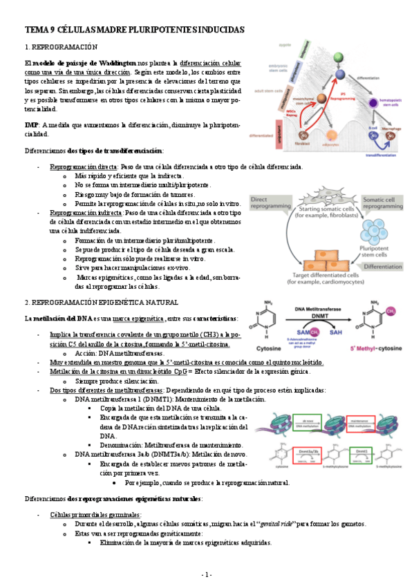 Miniatura del documento MEDICINA-REGENERATIVA-TEMA-9-CELULAS-MADRE-PLURIPOTENTES-INDUCIDAS.pdf