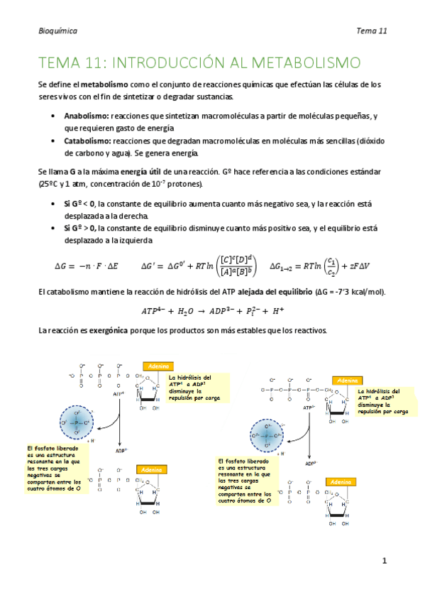 Miniatura del documento bioquimica-tema-11.pdf
