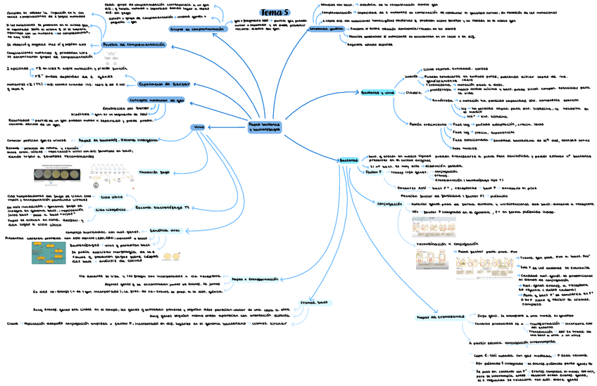 Miniatura del documento Tema-5-genetica.pdf