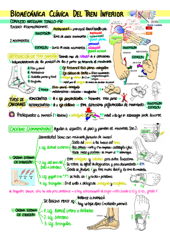 Miniatura del documento T2.-Biomecanica-clinica-del-tren-inferior.pdf