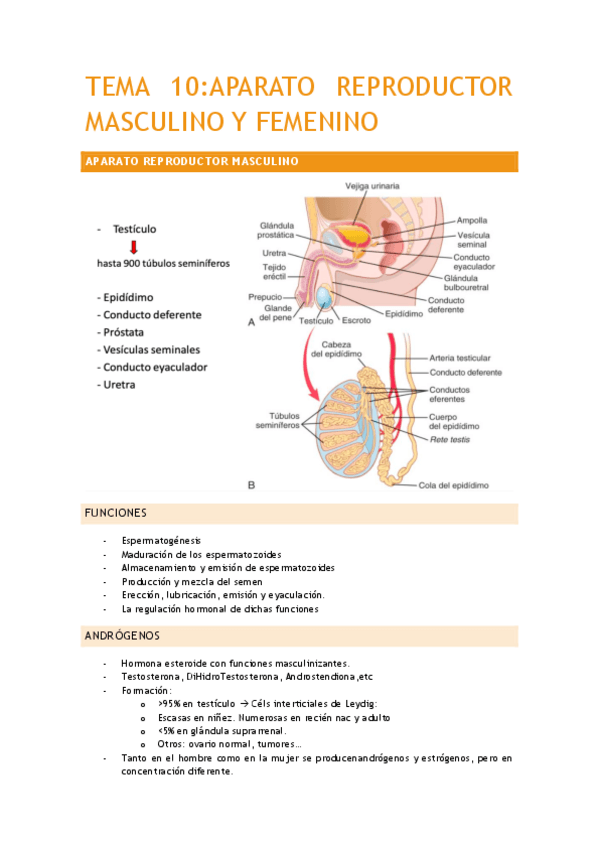 Miniatura del documento TEMA-10.pdf
