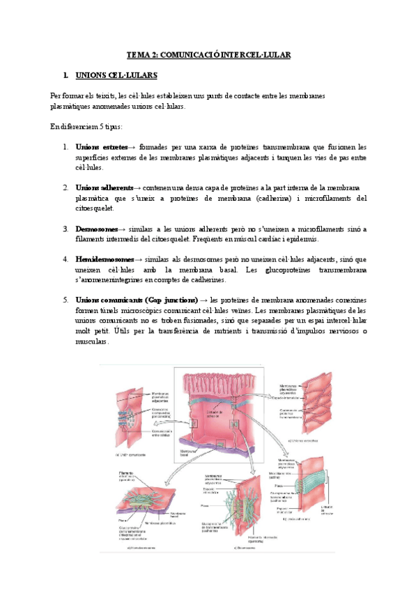 Miniatura del documento TEMA-2-COMUNICACIO-INTERCELLULAR-2.pdf