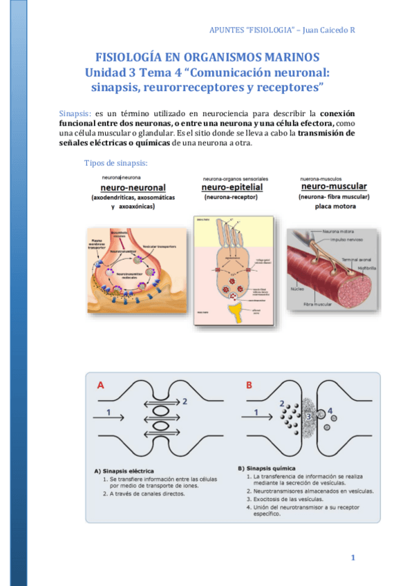 Miniatura del documento FISIOLOGIA-Unidad-3-Tema-4-Comunicacion-neuronal-sinapsis-reurorreceptores-y-receptores.pdf