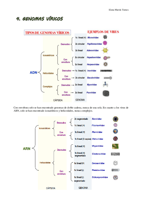 Miniatura del documento TEMA 4 VIROLOGIA.pdf
