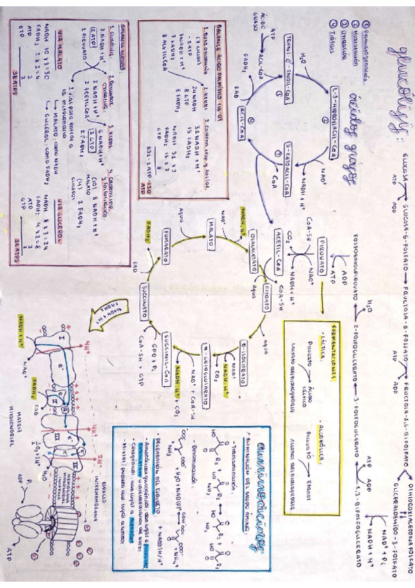 Miniatura del documento Esquema-metabolismo.pdf