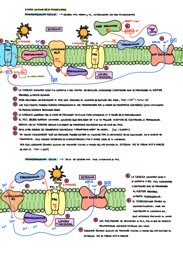 Miniatura del documento fotosintesis.pdf